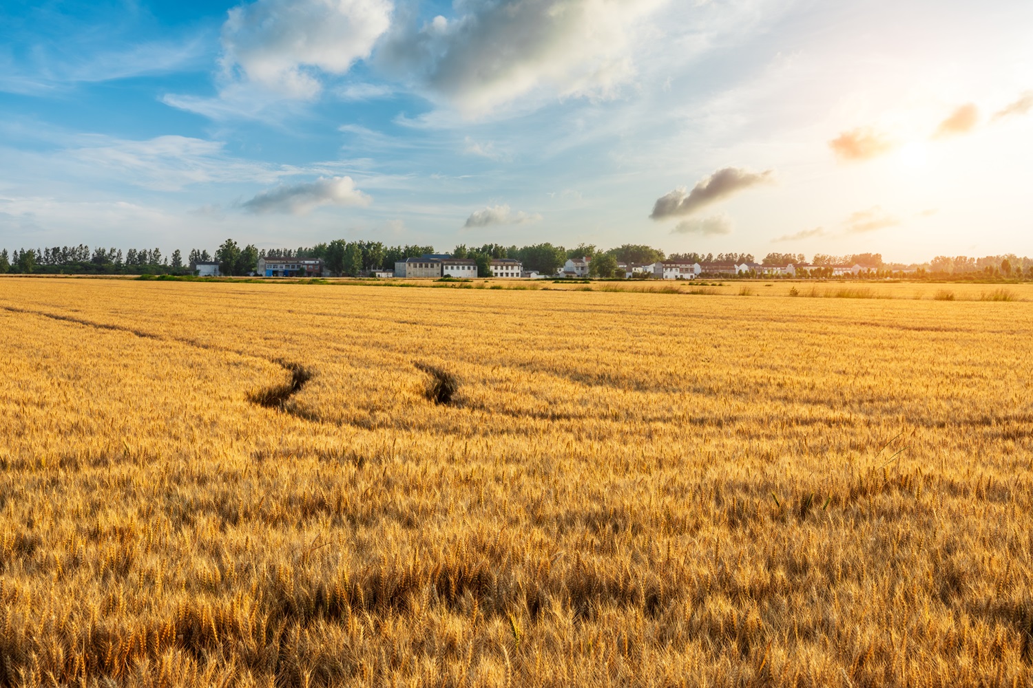 Ripe wheat fields natural landscape at sunset. farm harvest season.